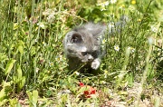 BRITISH SHORTHAIR C046